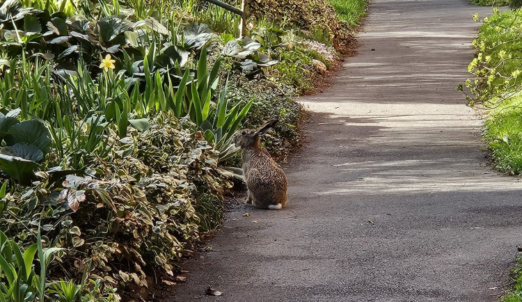 Jak se žije zajícům v metropoli? Odborníci zkoumali jejich přežívání v Praze