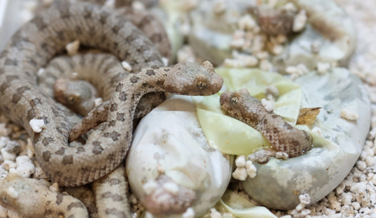 Světový úspěch plzeňské zoo, vůbec poprvé odchovává zmiji s pavoukem na ocasu