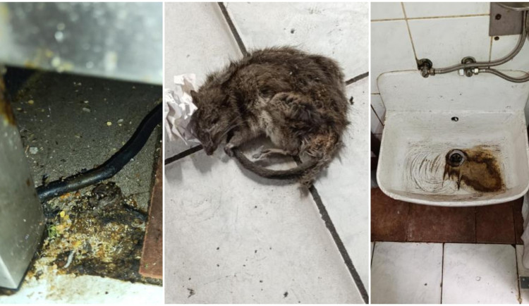 Inspekce našla v oblíbené hospodě mrtvé hlodavce, plísně a špínu