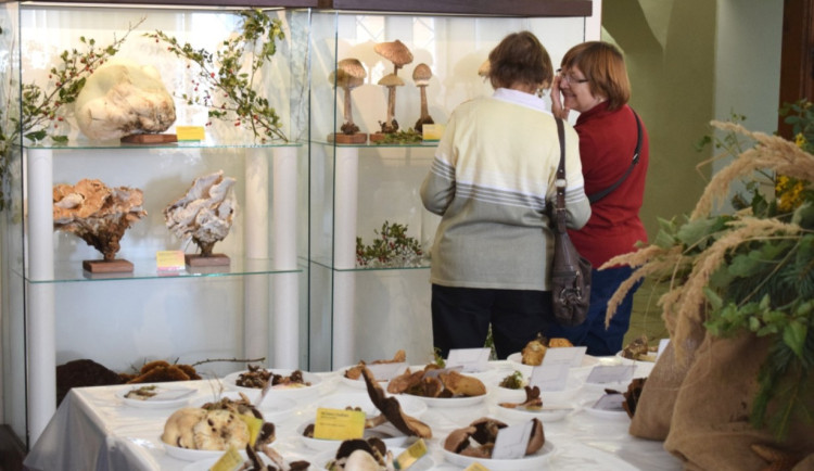 Jedlá? Jedovatá? Tápajícím houbařům opět pomohou jihlavští mykologové