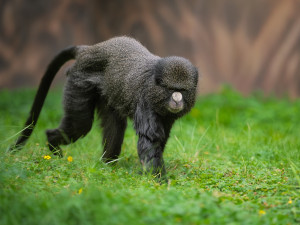 Zoo Dvůr Králové získala z Polska tři kočkodany bělonosé. Chce je rozmnožit
