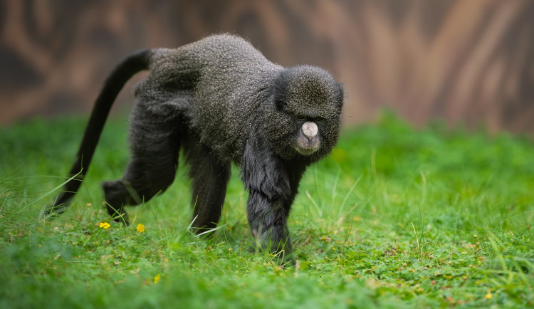 Zoo Dvůr Králové získala z Polska tři kočkodany bělonosé. Chce je rozmnožit