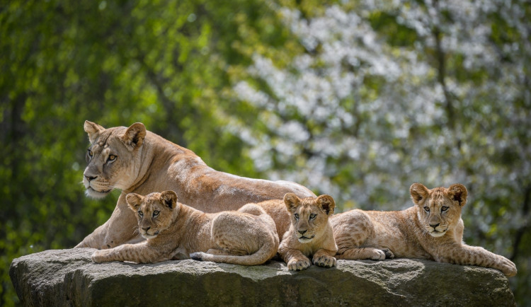 Zoo Dvůr Králové o letních prázdninách klesla návštěvnost o devět procent