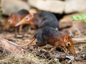 Safari Park Dvůr Králové slaví úspěch s prvním odchovem bércounů Petersových