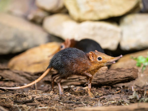 Safari Park Dvůr Králové slaví úspěch s prvním odchovem bércounů Petersových