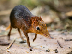 Safari Park Dvůr Králové slaví úspěch s prvním odchovem bércounů Petersových