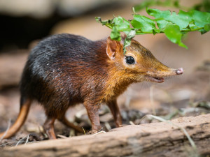Safari Park Dvůr Králové slaví úspěch s prvním odchovem bércounů Petersových