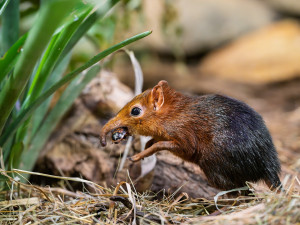 Safari Park Dvůr Králové slaví úspěch s prvním odchovem bércounů Petersových