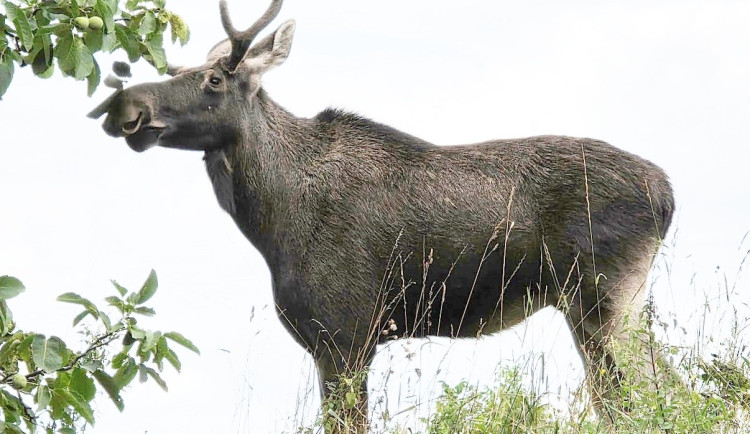 Los Emil drží Rakousko už měsíc v pohybu, teď navštívil továrnu a poutní místo
