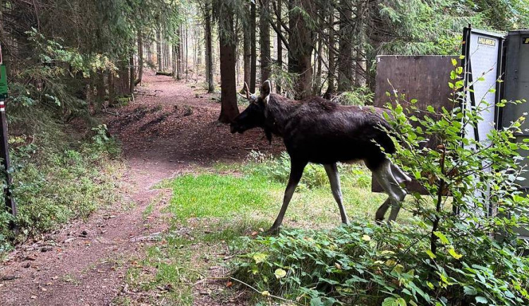 Los Emil se pohybuje na hranici ČR a Německa, vznikla i petice na jeho ochranu