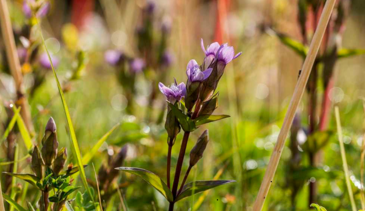 V Krkonoších stoupá populace kriticky ohroženého hořečku ladního pobaltského