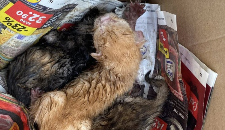 Koťata hodil do popelnice mezi střepy, všechna uhynula. Muž si vyjednal podmínku