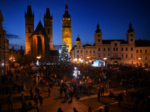 Hradec hledá vánoční stromy. Město nabízí dřevo i odfrézování pařezu zdarma