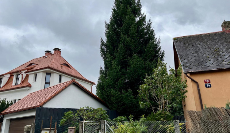 Na Vánoce bude stát před radnicí smrk. Na náměstí dorazí už v polovině listopadu