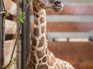 V zoo Dvůr Králové se narodilo další mládě ohrožené žirafy Rothschildovy