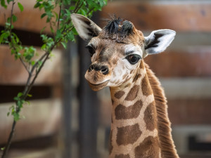 V zoo Dvůr Králové se narodilo další mládě ohrožené žirafy Rothschildovy