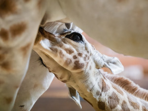 V zoo Dvůr Králové se narodilo další mládě ohrožené žirafy Rothschildovy
