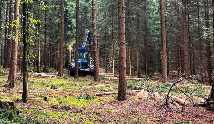 Jihlava chce kupovat lesy, zároveň pokračuje zalesňování po kůrovcové kalamitě