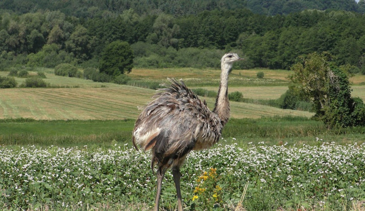 Pštros na útěku zablokoval cestu autobusu, majitelka ho hledá už tři dny
