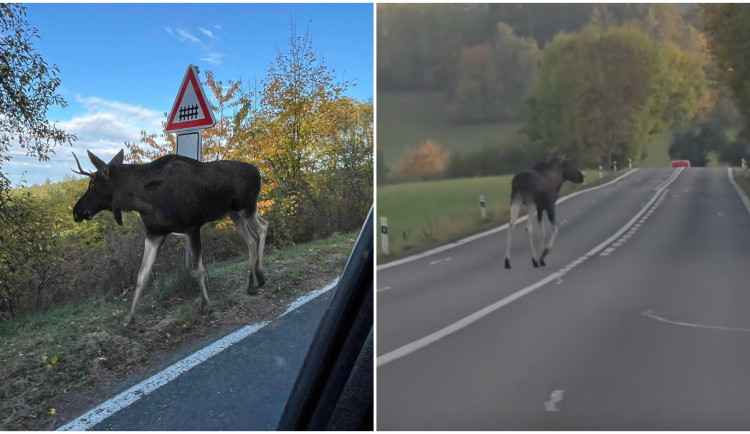 Řidiči, pozor na Emila. Los se přibližuje ke Klatovům, kamera ho zachytila i na hlavní silnici