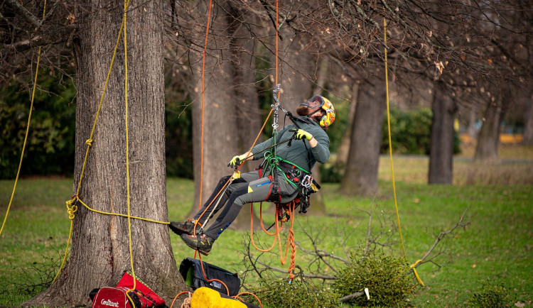 Ostravské stromy dostanou čerstvý sestřih. Arboristé je ošetří a odstraní jmelí