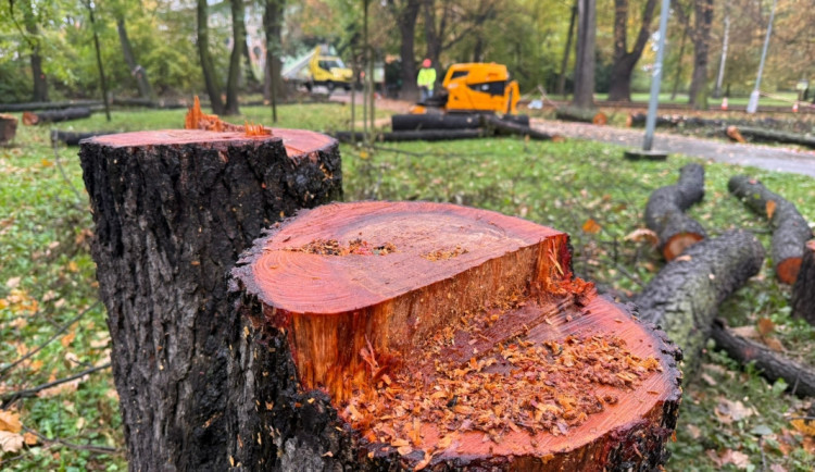 V Bohumíně kácí stromy, úprava stoletého parku Petra Bezruče je v nejhlučnější fázi