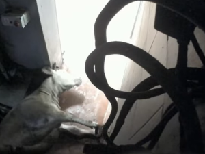Spolek ukázal týrání na jatkách ve Žlunicích. Veterináři podají trestní oznámení