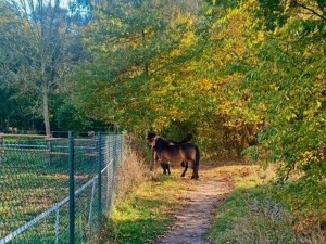 Pět divokých koní uteklo z ohrady na hradecké Plachtě