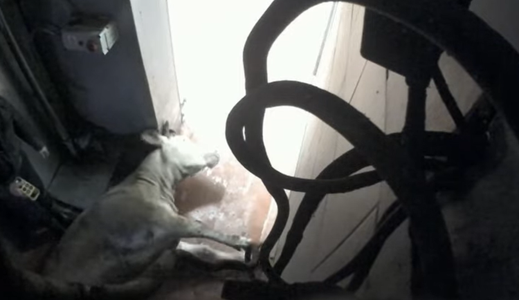 Spolek ukázal týrání na jatkách ve Žlunicích. Veterináři podají trestní oznámení