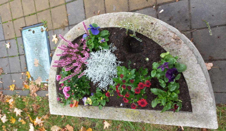 Kradou nám okrasné rostliny, bědují v Břeclavi. Sazenice mizí z truhlíků opakovaně