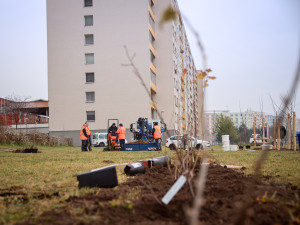Hradec Králové bude opět sázet stromy. Letos přibude téměř 520 nových kusů
