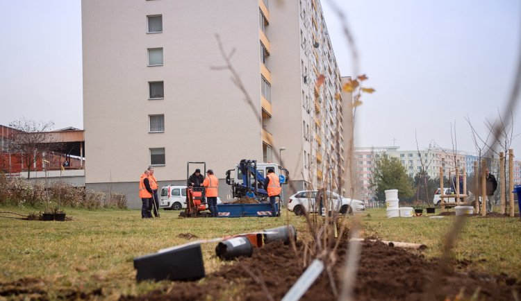 Hradec Králové bude opět sázel stromy. Letos přibude téměř 520 nových kusů