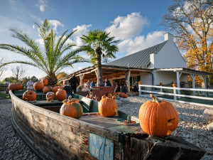 Strašidla přilákala do Safari Parku 25 tisíc lidí. Od ledna přišlo meziročně míň