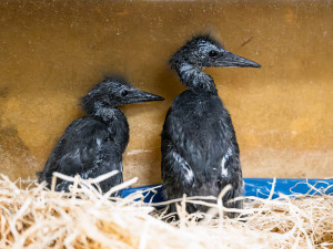 Safari Park slaví světový primát, hlásí první vylíhlé volavky černé na světě