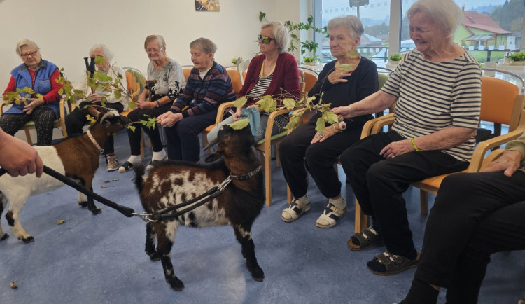 Osm kopýtek a čtyři rohy pro radost. V Alzhemier centru proběhla kozí terapie