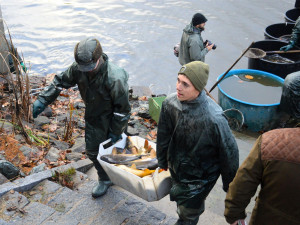 Rybáři se chystají na Výskyt, blíží se další výlov jednoho z hradeckých rybníků