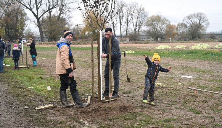 Hvězdy muzikálů vysázely na břehu řeky Mže novou alej z ovocných stromů