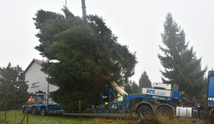Vánoční strom pro Plzeň už cestuje ze Stodu na náměstí Republiky. Přijede večer