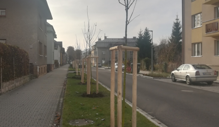 Hronov má ve městě novou zeleň. Odborníci tam vysázeli čtyři desítky nových stromů