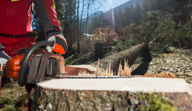 V hradeckém kraji mizí stromy kolem silnic. Na pět vykácených se vysadí jen jeden