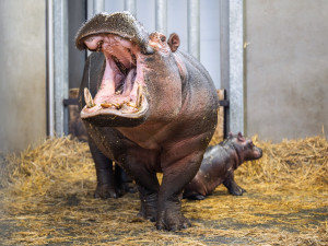 V zoo Dvůr Králové se narodili hroch a mládě ohrožené žirafy Rothschildovy