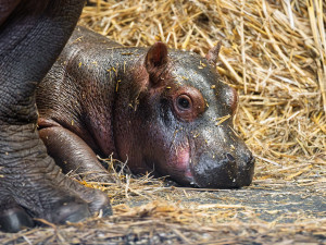 V zoo Dvůr Králové se narodili hroch a mládě ohrožené žirafy Rothschildovy