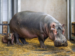 V zoo Dvůr Králové se narodili hroch a mládě ohrožené žirafy Rothschildovy