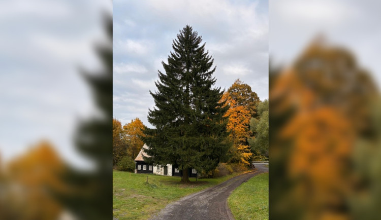 Vánoční strom pro Prahu pokácí v sobotu, na Staromáku ho vztyčí v noci na úterý