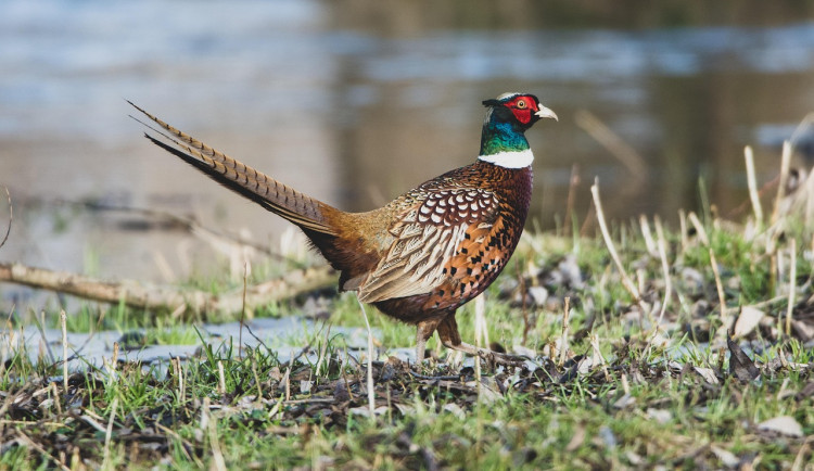V bažantnici na Písecku skončila likvidace chovu, kde se potvrdila ptačí chřipka
