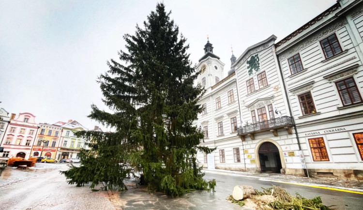 Hradečané vybírají jméno pro vánoční strom, premiérově se rozsvítí v neděli