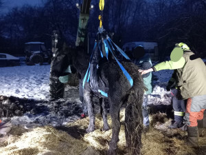 Na pomoc zesláblému koni do Rohoznic u Hořic museli přijet speciálně proškolení hasiči