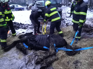 Na pomoc zesláblému koni do Rohoznic u Hořic museli přijet speciálně proškolení hasiči
