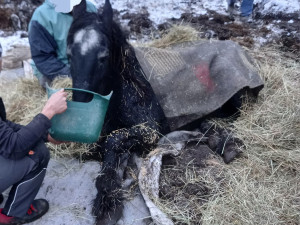 Na pomoc zesláblému koni do Rohoznic u Hořic museli přijet speciálně proškolení hasiči
