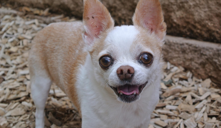 Opilý majitel čivavy se potácel Brnem. Vrazil do trolejbusu, psa mu odvezli do útulku